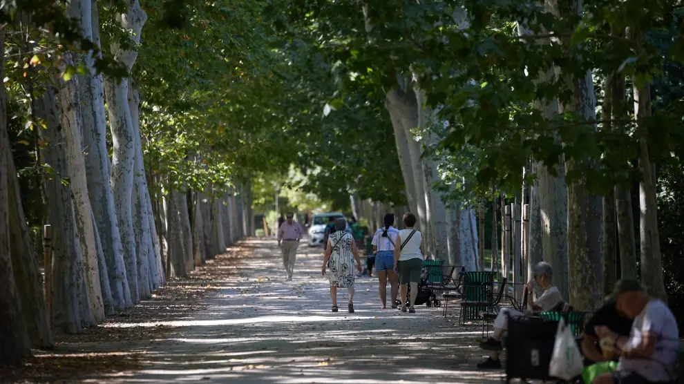 Zone d'arbres dans le parc d'El Retiro de Madrid