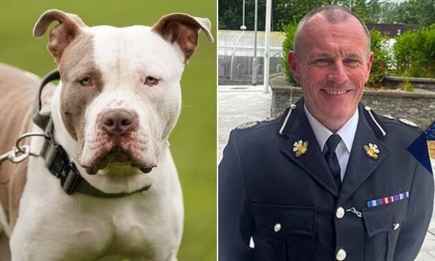 Image de l'article sur les XL Bully