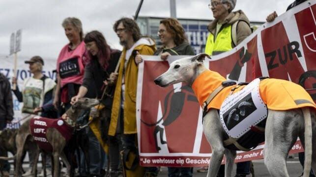 Des mobilisations pour dénoncer les mauvais traitements faits aux lévriers galgos et autres chiens utilisés pour la chasse en Espagne.