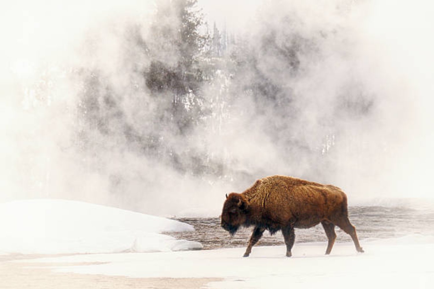 Bisons de Yellowstone