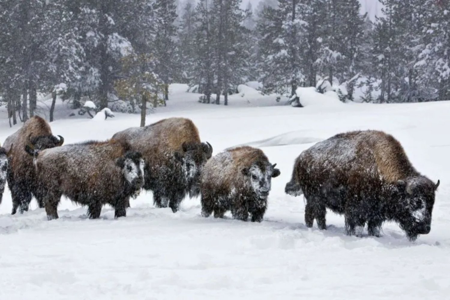 Bisons en hiver