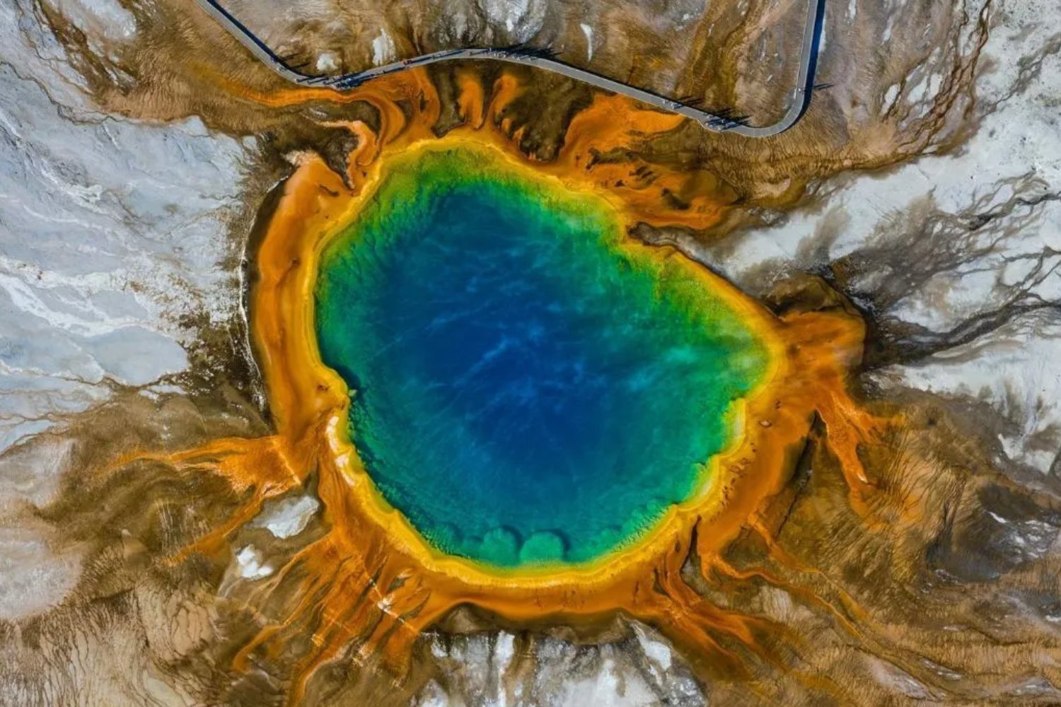 Biodiversité à Yellowstone