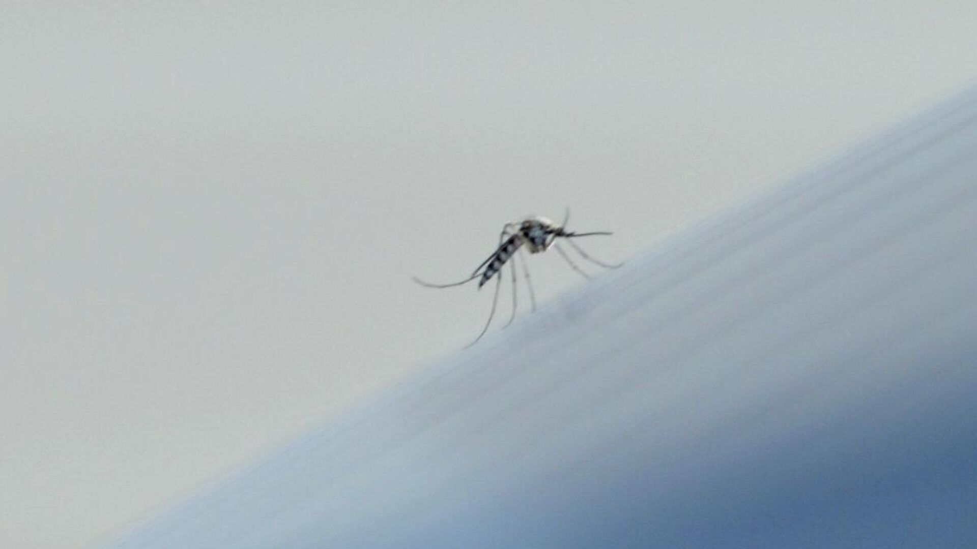 Moustiques en Afrique