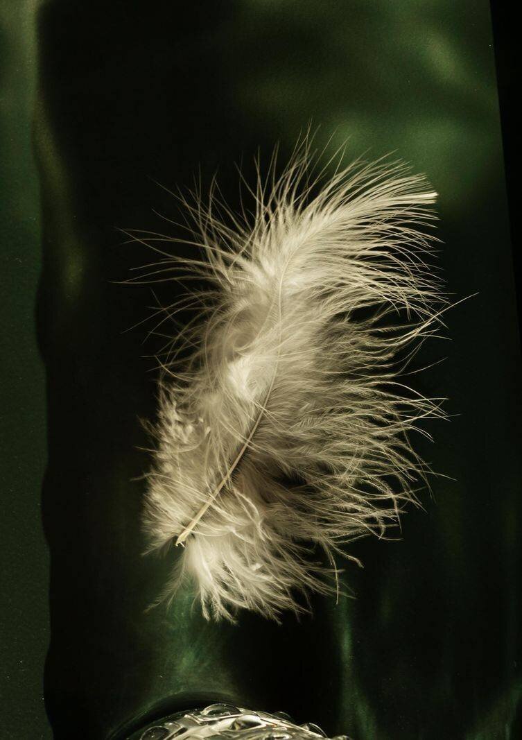 Weisse Feder auf schimmerndem, grünem Hintergrund. Solche Federn hängen von der Decke des Andachtsraums im Zürcher Lighthouse.