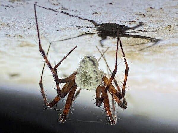 Une araignée infectée par un champignon sur le plafond d'une grotte.