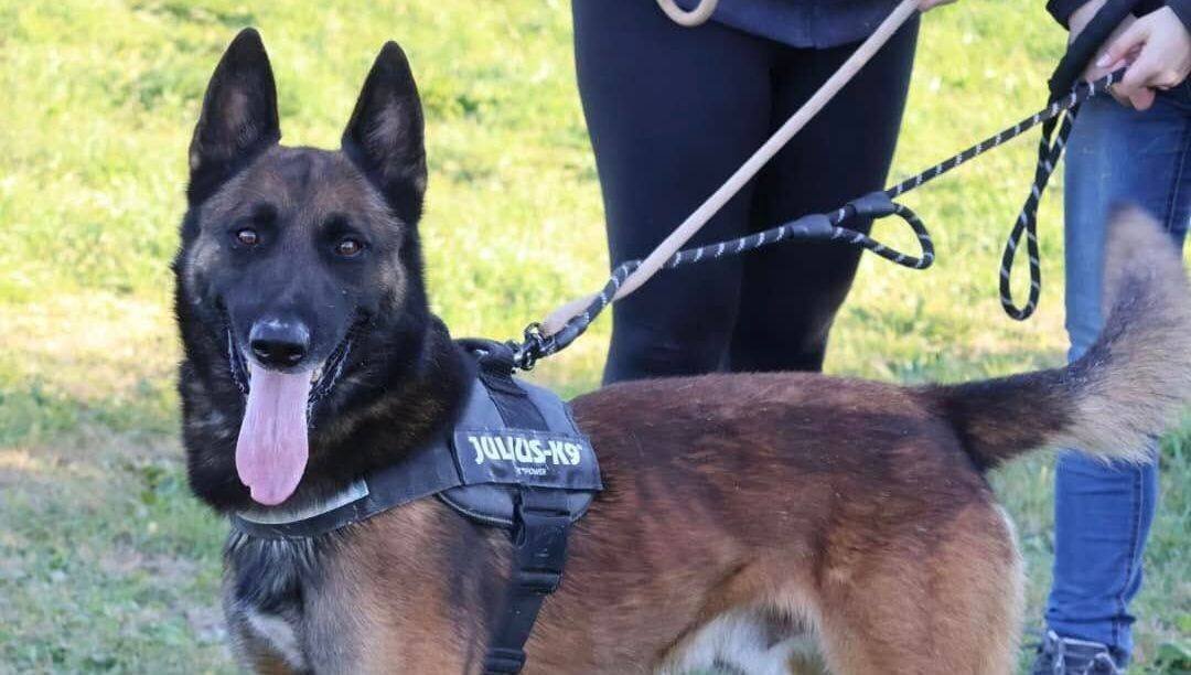 Saiko, le chien élégant et charismatique
