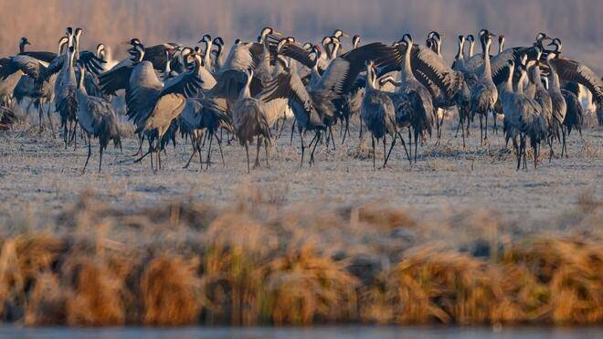 Rückkehr aus Winterquartieren: Die Kälte macht den Kranichen an den Füßen nichts aus.