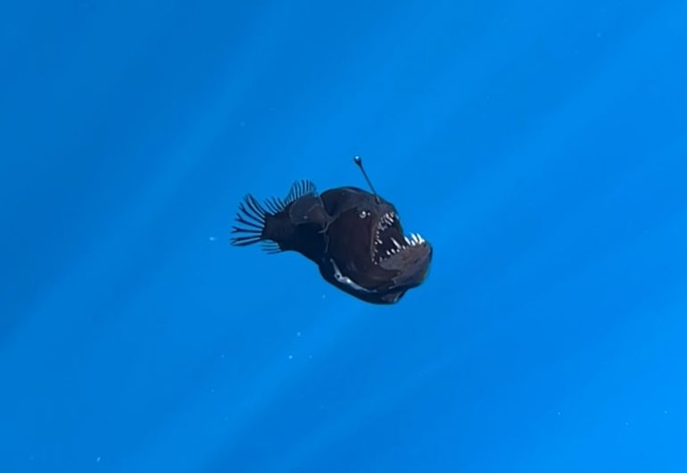 Apparition d'un poisson diable près de Tenerife
