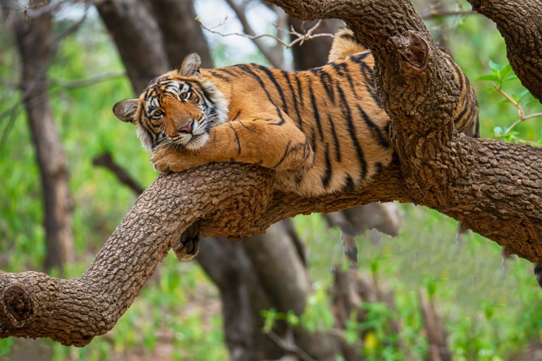 Bengal tiger (Panthera tigris tigris) on a tree, wildlife shot