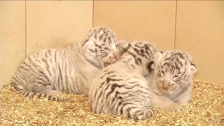 Naissance de quatre tigres blancs