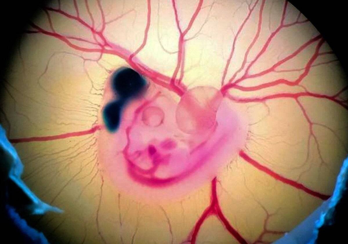 Embryon de poulet après manipulation expérimentale