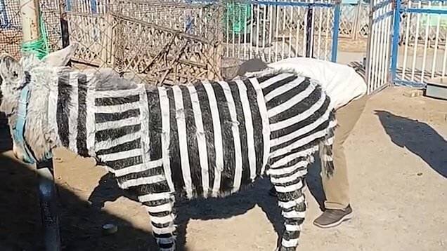 Zèbre peint dans un zoo chinois