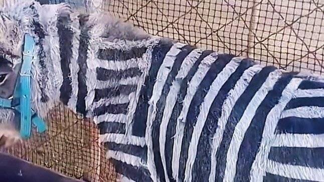 Âne peint en zèbre dans le zoo de Zibo