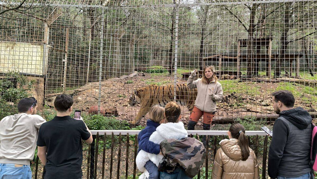 Vanessa Roman-Tomat cheffe des soigneurs du parc animalier du Mont Faron, en train de présenter le tigre du Bengal à des visiteurs.