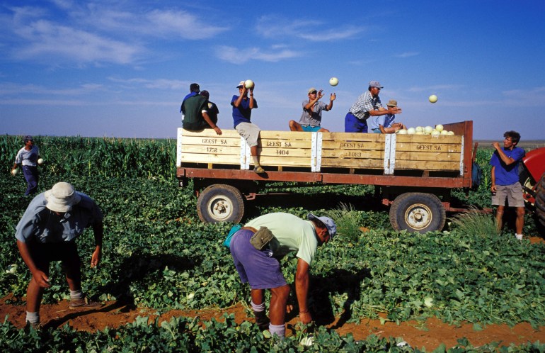Champs en Afrique du Sud