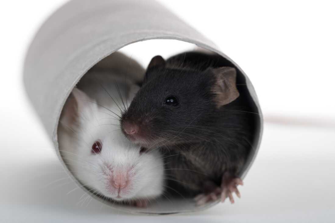 Les souris peuvent adopter des comportements de secours pour aider leurs congénères inconscients.