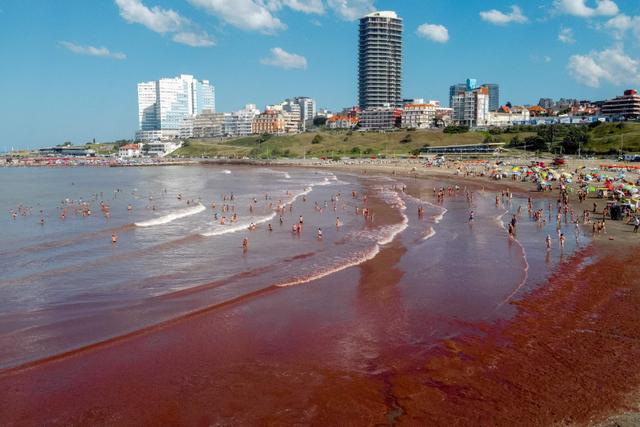 Vue de la plage de Mar del Plata (Argentine) envahie par des algues rouges, le 21 février 2025 (Photo by DIEGO IZQUIERDO / AFP).
