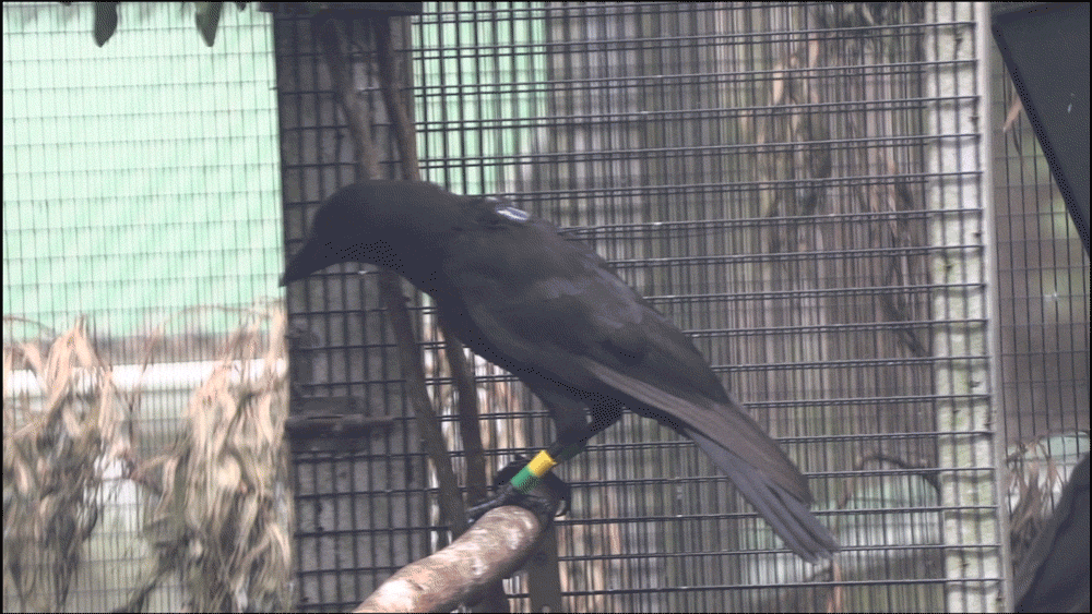 Les ʻalalā dans leur nouvel habitat