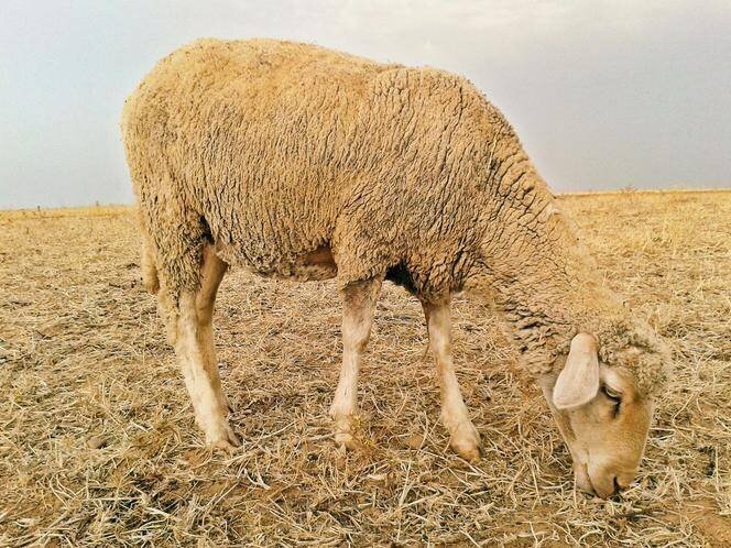 Un mouton, au Maroc, en 2015.
