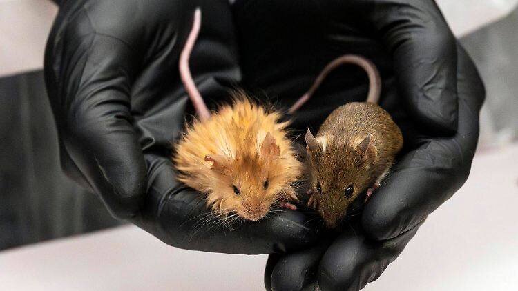 Souris génétiquement modifiée avec des poils de mammouth dans un laboratoire.