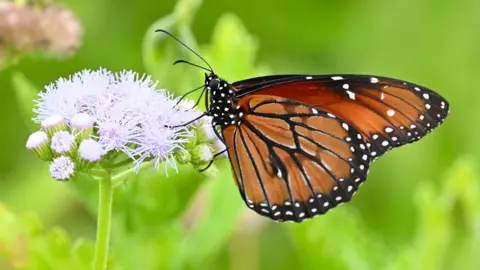 Un papillon Danaus eresimus sur une fleur violette claire.