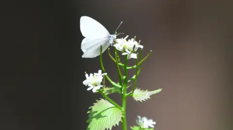 Un papillon blanc de Virginie-Occidentale sur des fleurs blanches.