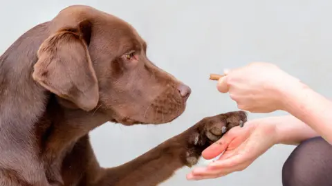 Un labrador marron attendant une friandise