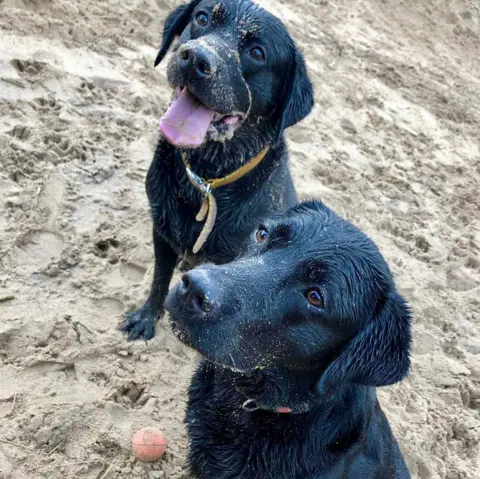 Deux labradors noirs sur la plage