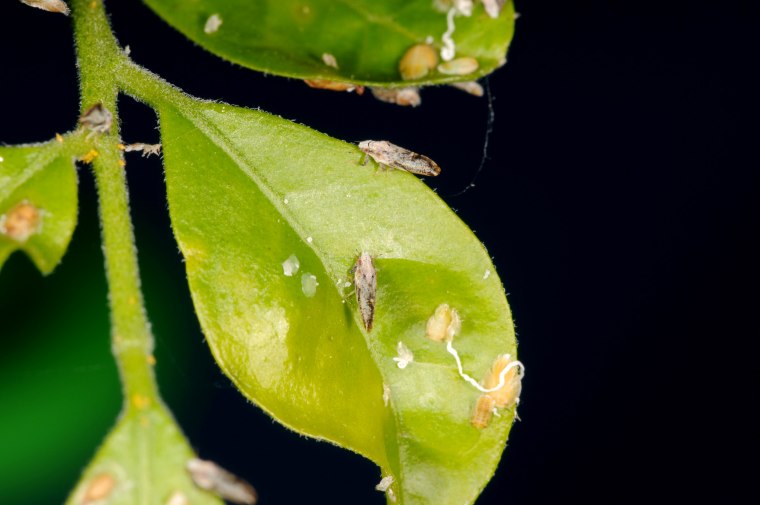 Petits insectes sur des feuilles vertes.