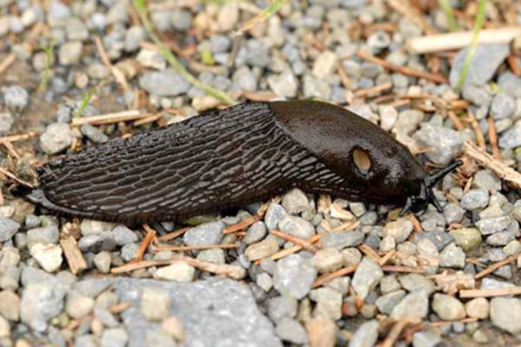 Un escargot arion ater sur le sol.