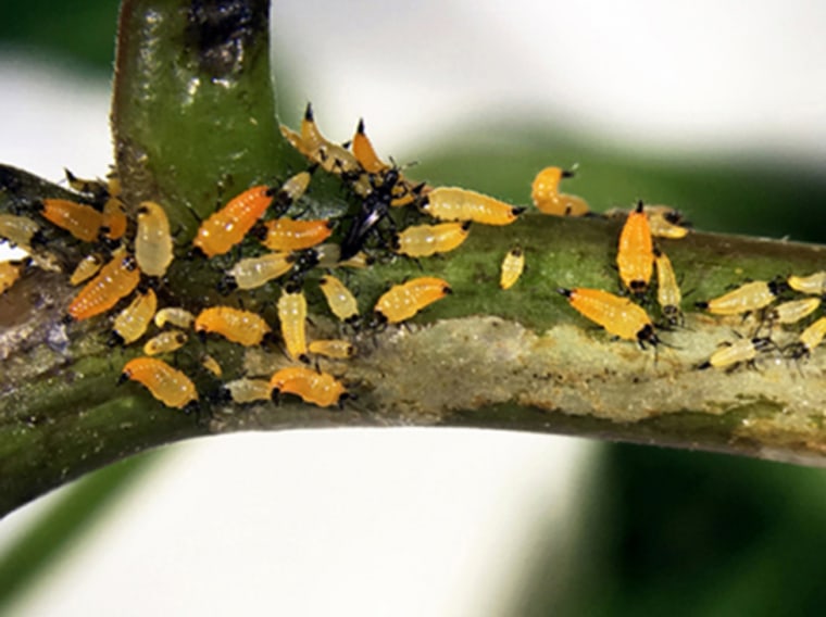 Insectes sur une branche d'arbre.