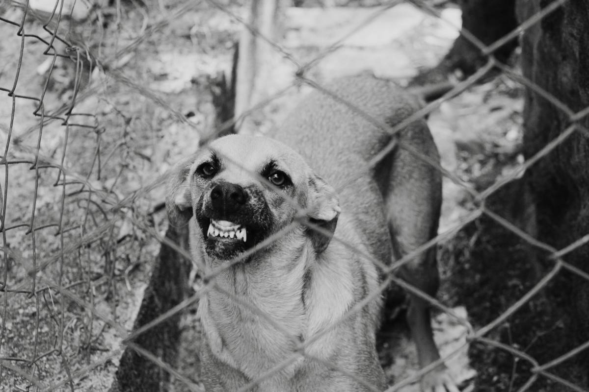 Choc à Bologne, tentative de brûler un chien dans la cheminée