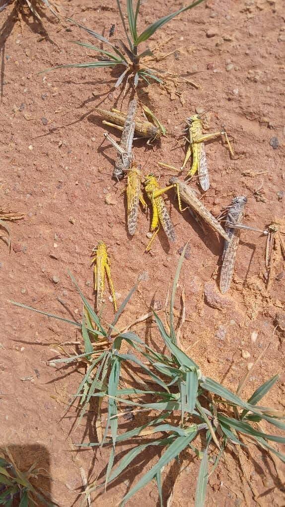 Le criquet pèlerin dans le sud de la Libye