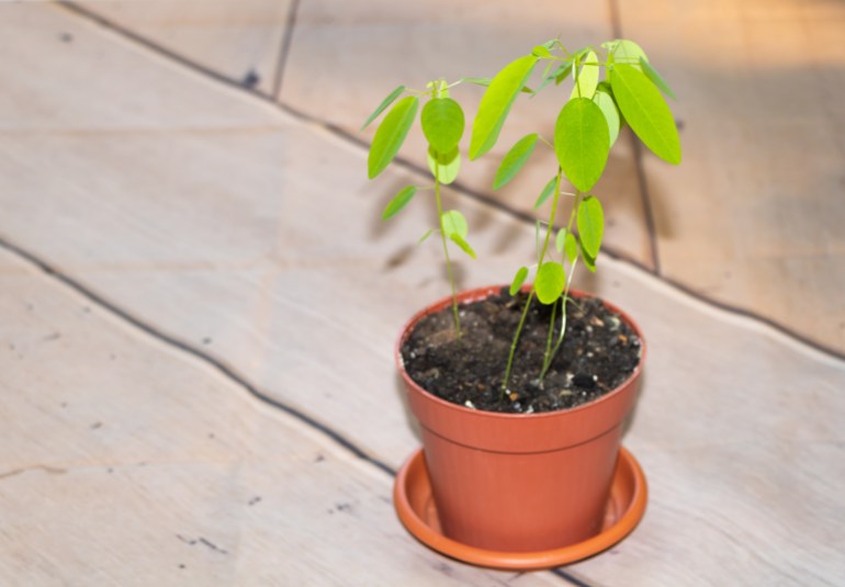 La plante télégraphe ou plante dansante, une plante fascinante