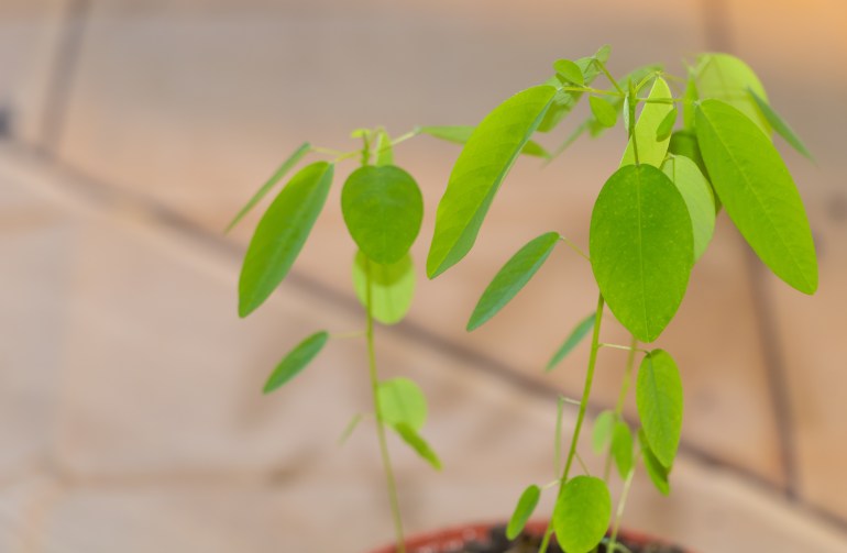 La plante télégraphe ou plante dansante, fascinante plante