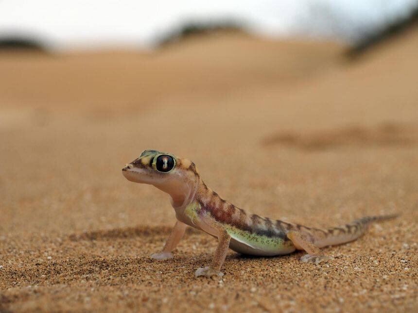 Gecko - Gecko Palmato