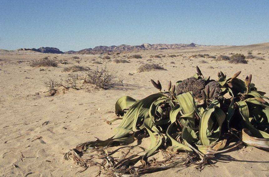 Welwitschia mirabilis, Namibia