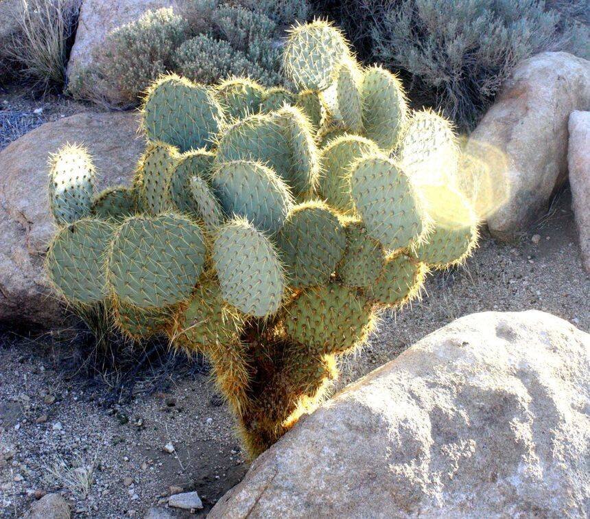 Opuntia chlorotica
