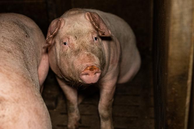 Dans l’exploitation porcine SCEA Martin, à Plouguenast-Langast (Côtes-d’Armor), sur une photo prise par l’organisation L214 à l’automne 2024.