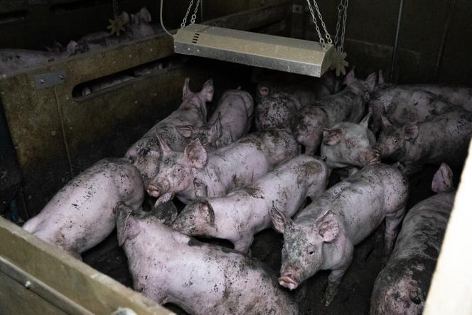 Dans l’exploitation porcine Lein Treo, à Saint-Clet (Côtes-d’Armor), sur une photo prise par l’organisation L214 à l’automne 2024.