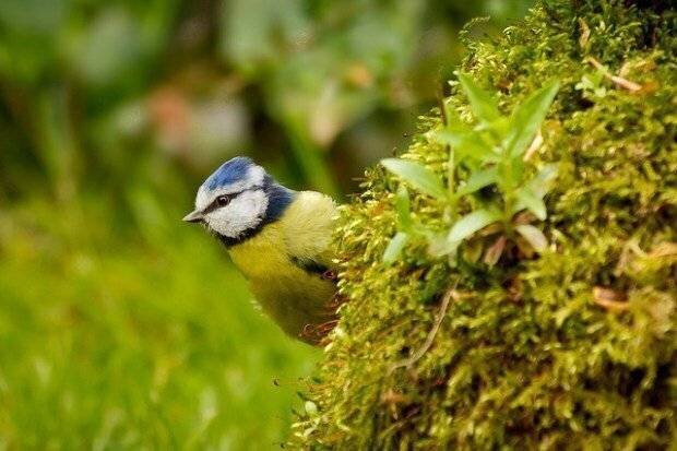 Jardin avec des oiseaux