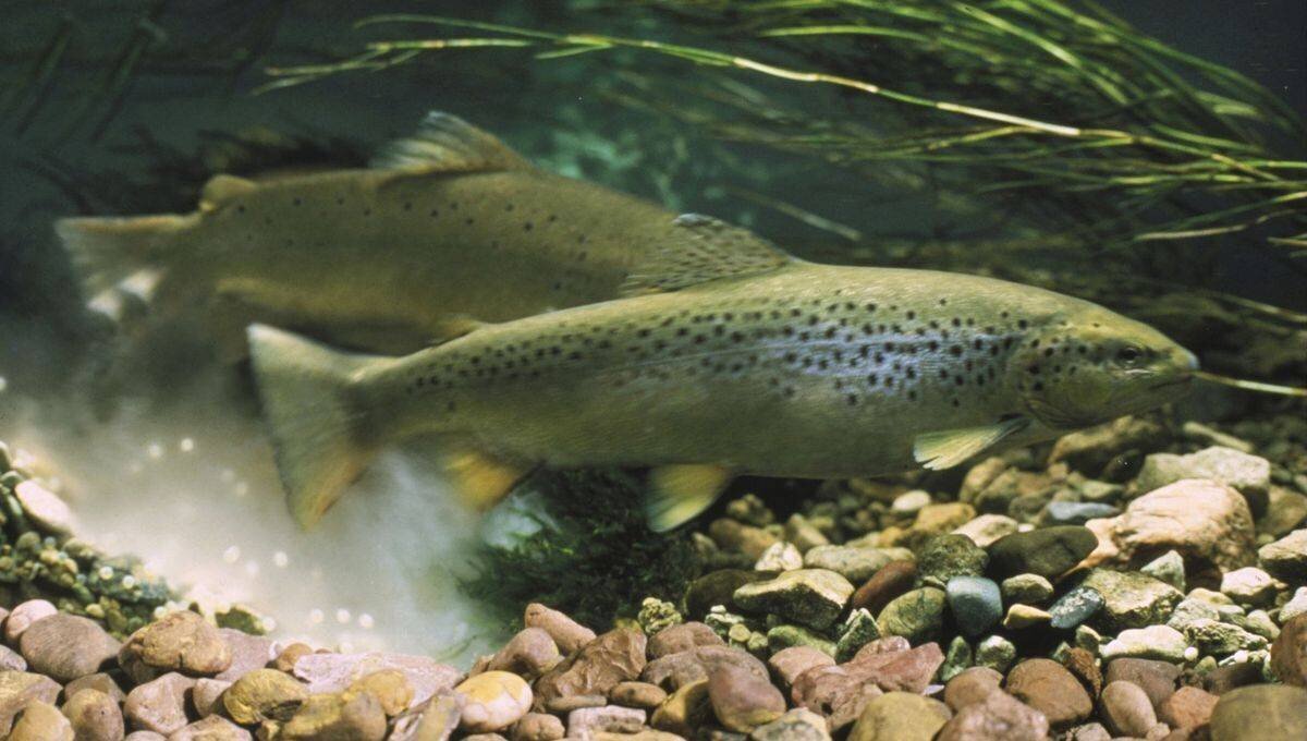 l'ouverture de la truite