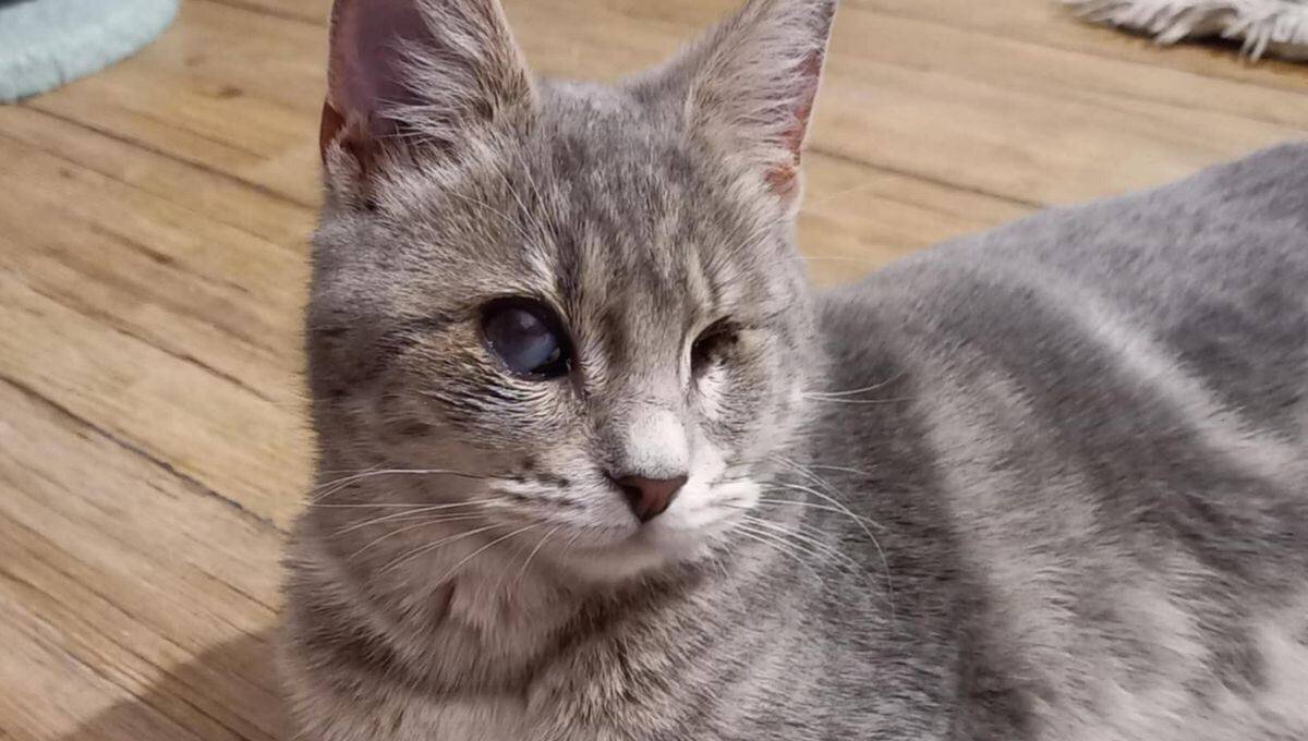 Míriel, la chatonne aveugle au cœur d’or, cherche sa famille pour la vie