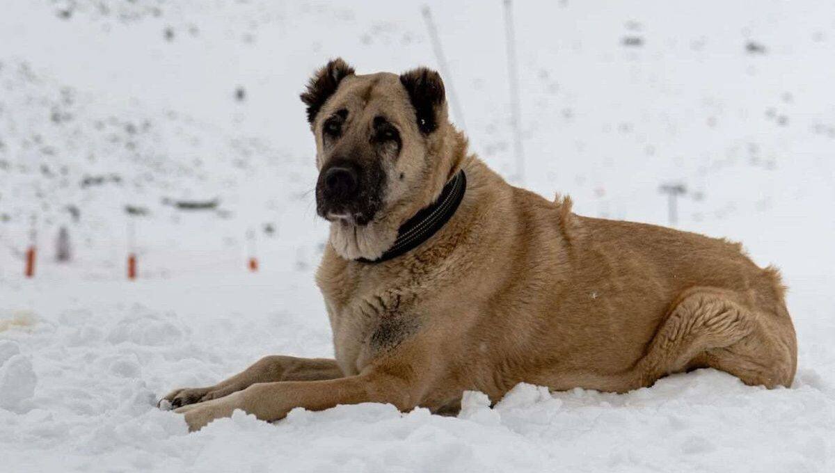 Chanel, le tendre berger d'Anatolie de 12 ans, cherche une famille pour sa retraite paisible