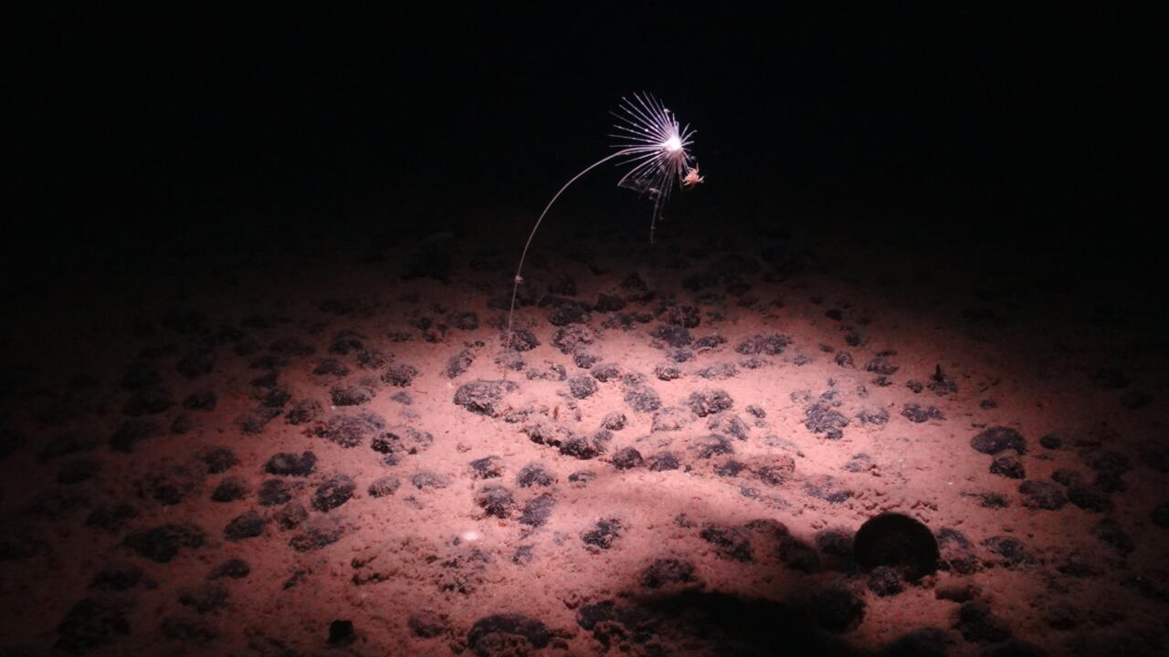 Une éponge carnivore sur un fond marin parsemé de nodules dans la zone de Clarion-Clipperton, le 24 juillet 2023