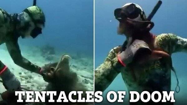 Un plongeur attaqué par un poulpe