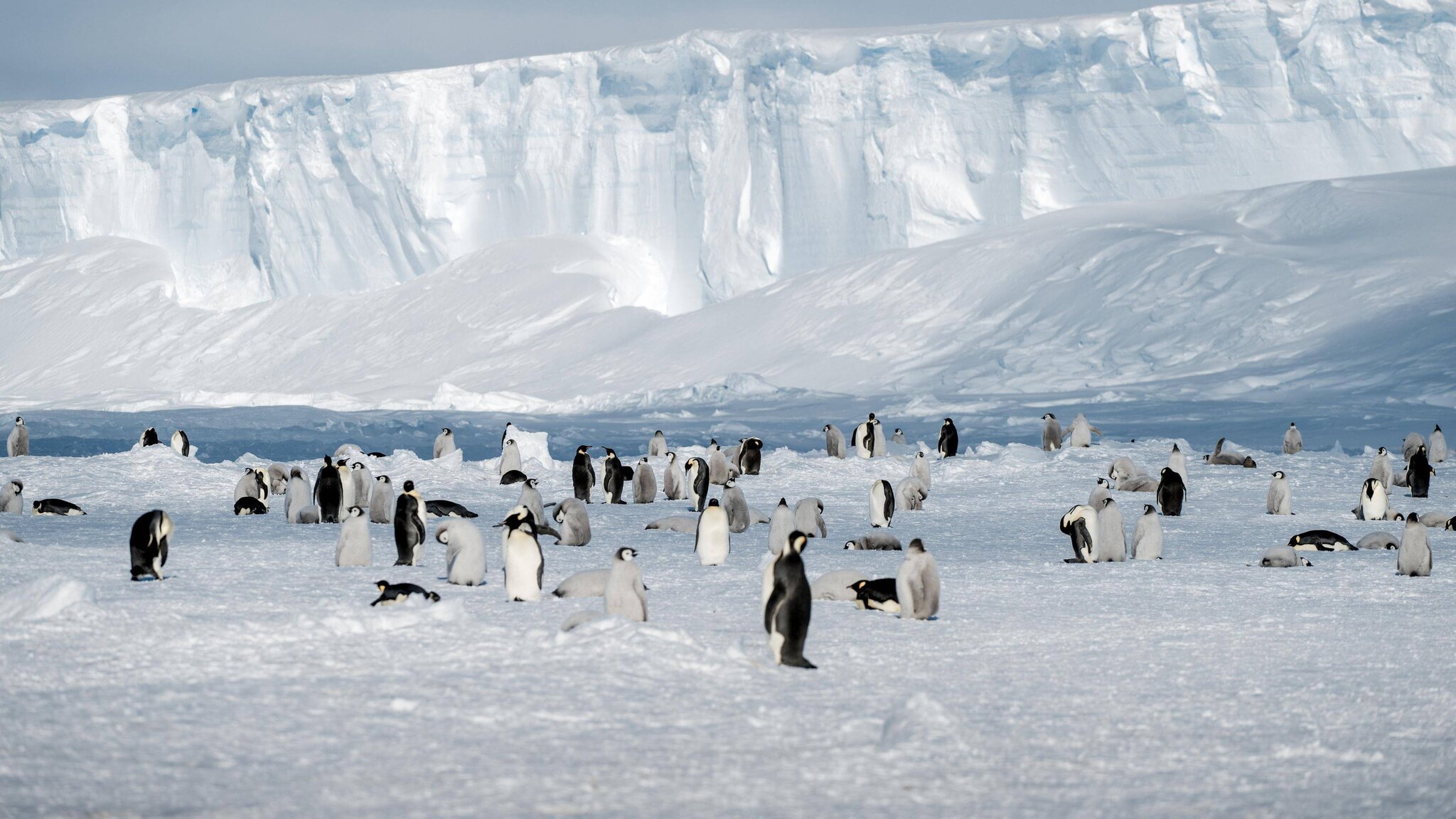 Colonie de manchots empereurs en Antarctique