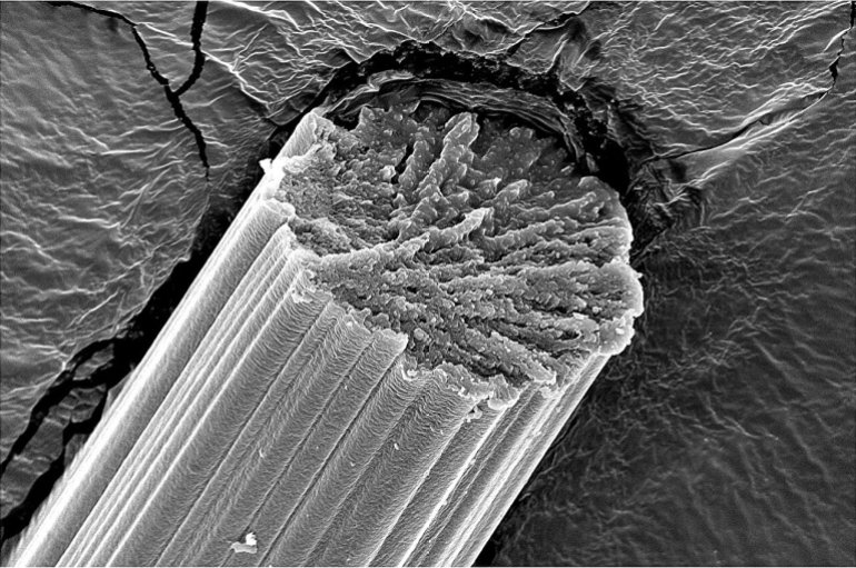 Fibres de soie d'araignée observées au microscope électronique