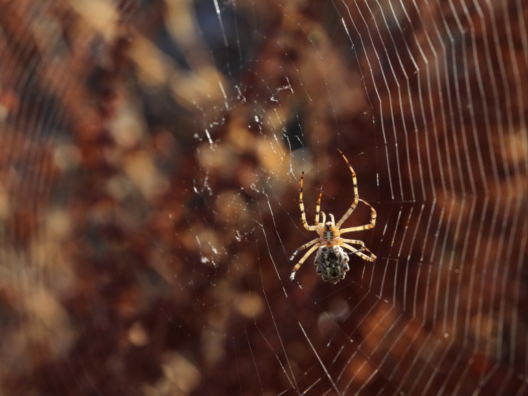 Araignée attendant sa proie