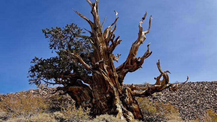 Le Mathusalem, le plus vieil arbre non-clonal du monde, en Californie. (photo non datée)